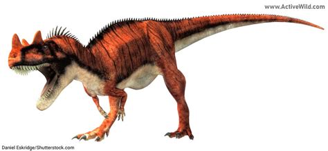 Ceratosaurus Dinosaur Facts And Pictures The Horned Jurassic Predator