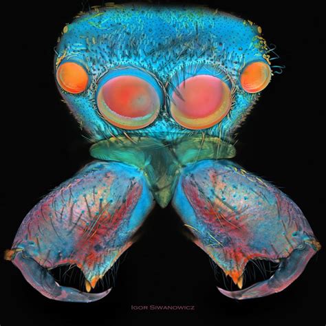 Laser Scanning Microscope Reveals An Incredible World Of Insects To Us