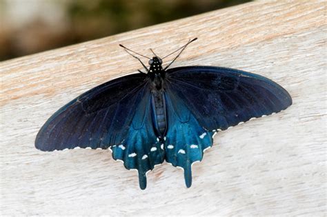 California Pipevine Swallowtail Butterfly Inhabitat Green Design