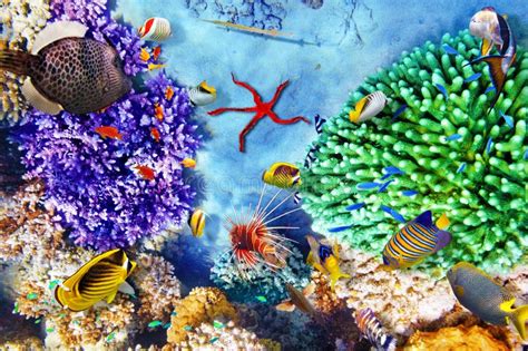 Corals Underwater And Beautiful Tropical Fishs In The Indian Ocean