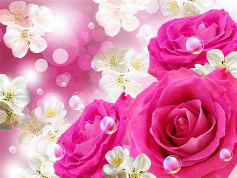 Fondos De Pantalla 3000x2250 Rosas De Cerca Rosa Color Flores Descargar