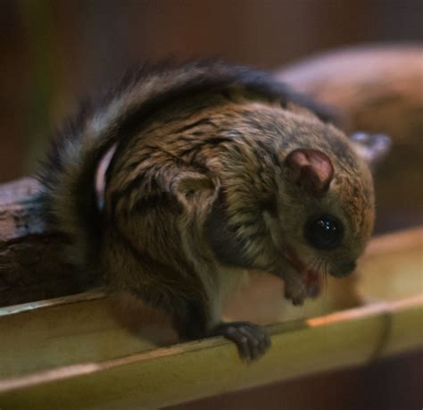 One of my favorite animals of all time. File:Japanese dwarf flying squirrel.jpg - Wikimedia Commons