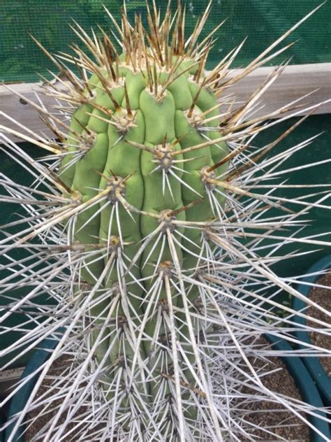 Cactus Trichocereus Long Spine Chilli 03 Cactilicious