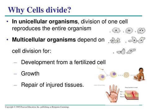 PPT Why Cells Divide PowerPoint Presentation Free Download ID