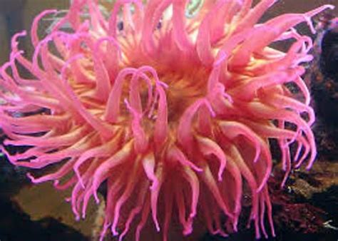 10 Interesting Sea Anemone Facts My Interesting Facts