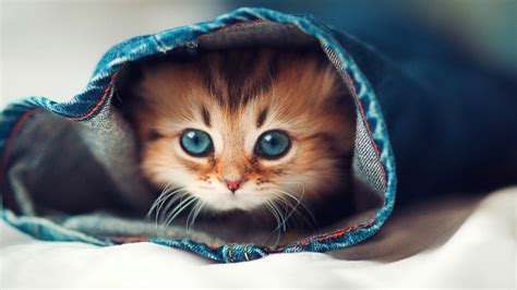 Cute Ginger Kitten With Blue Eyes Hd Wallpaper Download