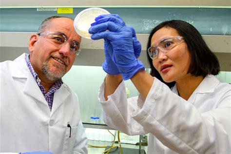 Wsu Researchers Grow Citrus Disease Bacteria In The Lab Wsu Insider