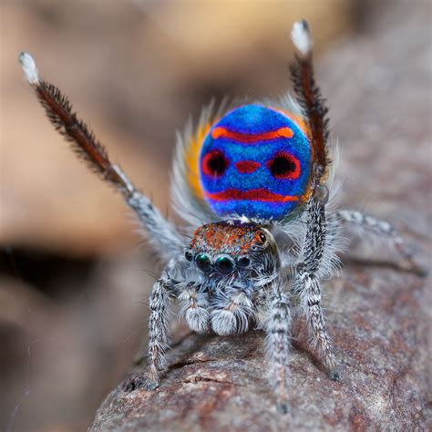 En estas circunstancias el tejido se puede volver gangrenoso, abriéndose una herida que puede llegar a alcanzar un gran tamaño. Dancing Spider Busts Some Moves on YMCA - Video