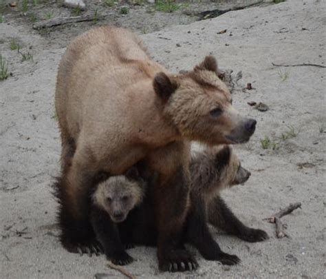 Protective Mother Grizzly Grizzly Bear Tours And Whale