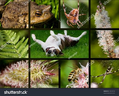 Fauna And Flora Theme Collage It Illustrates The Beauty Of Life Stock