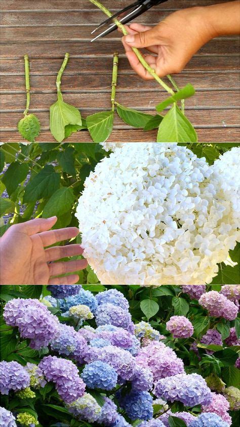 Propagate Hydrangea Cuttings In 2 Easy Steps And Multiply Your Favorite