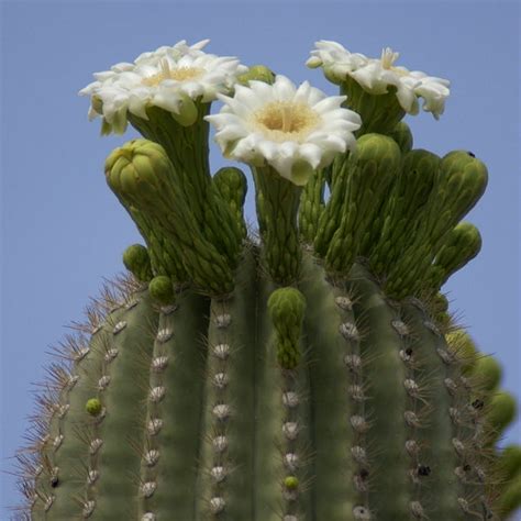These arms generally bend upward and can number over 25. Saguaro Cactus Growth (U.S. National Park Service)