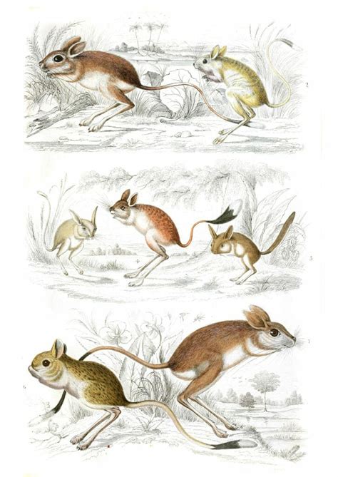 Jerboas Illustrations By Georges Cuvier 1839 Free Vintage Illustrations