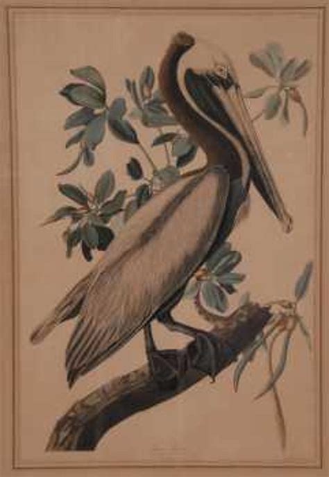 Nine large Audubon bird prints from the 1820s/'30s, sketchings by Martin Lewis will headline ...