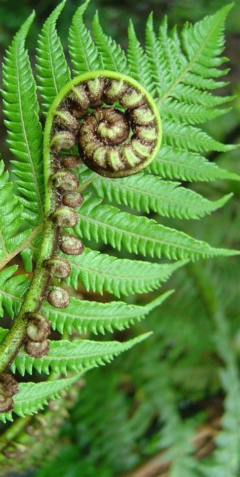 How To Grow Nz Fern Home And Garden Reference