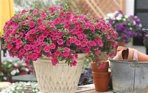 Growing Summer Bedding Plants From Seed Bedding Design Ideas