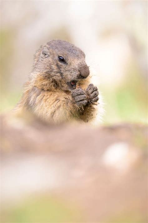 Instagram Pose Nature : progressez en photo animalière
