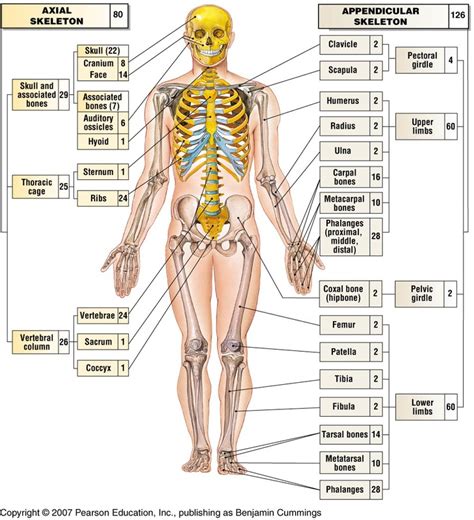 Axial And Appendicular Skeleton TUCCI KINESIOLOGY