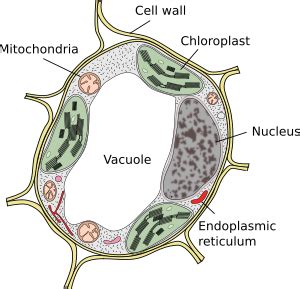Maybe you would like to learn more about one of these? The cell. More information. Cell wall. Atlas of Plant and ...