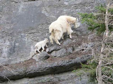 Mountain Goats Near Banff Banff Beaver Cabins