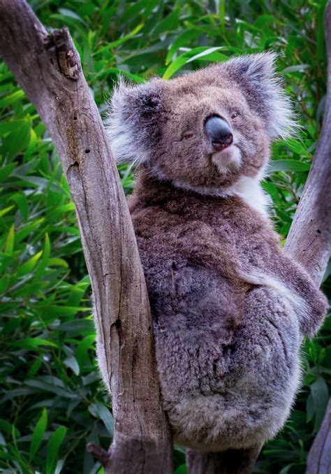 Brown Koala Bear On Branch Photo Free Koala Image On Unsplash