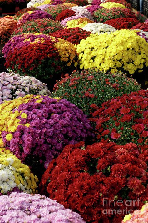 Colorful Mums Photograph By John Mitchell
