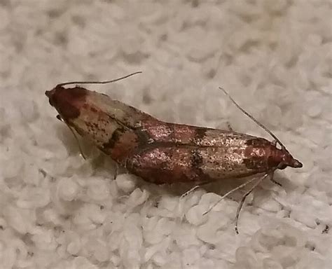 Larvae can chew through plastic bags and thin. Moths In Kitchen Cabinet - Opendoor