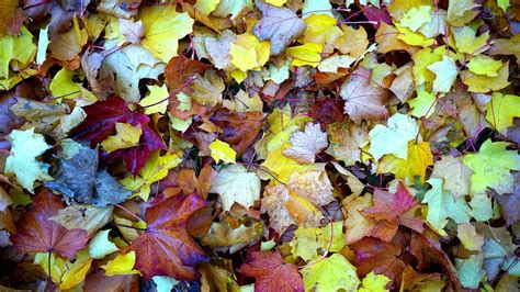 Enjoy our hd porno videos on any device of your choosing! Should I Clear Dead Leaves From My Garden? | Lawnmowers Direct