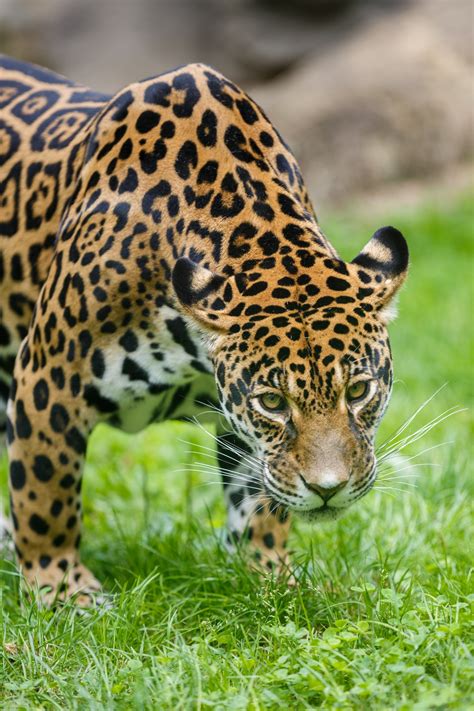 Jaguar Free Stock Photo - Public Domain Pictures