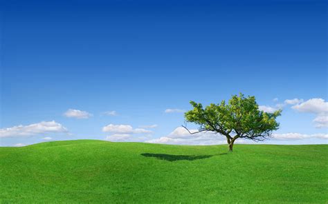 129342 Green Grass Landscape Alone Tree Rare Gallery Hd Wallpapers