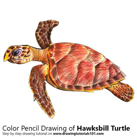Hawksbill Sea Turtle Drawing Easy Leatherback Sea Turtle Drawing At