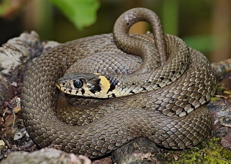 Boa snake in the grass, boa constrictor snake on tree branch. Grass snake - Wikipedia