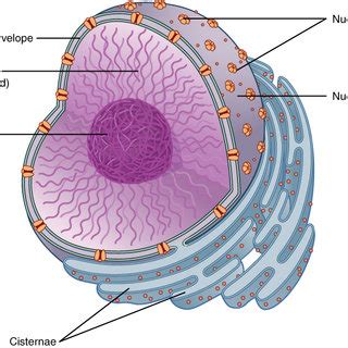 Plant cell nucleus and nucleolus. (PDF) Difference Between Nucleolus and Nucleus