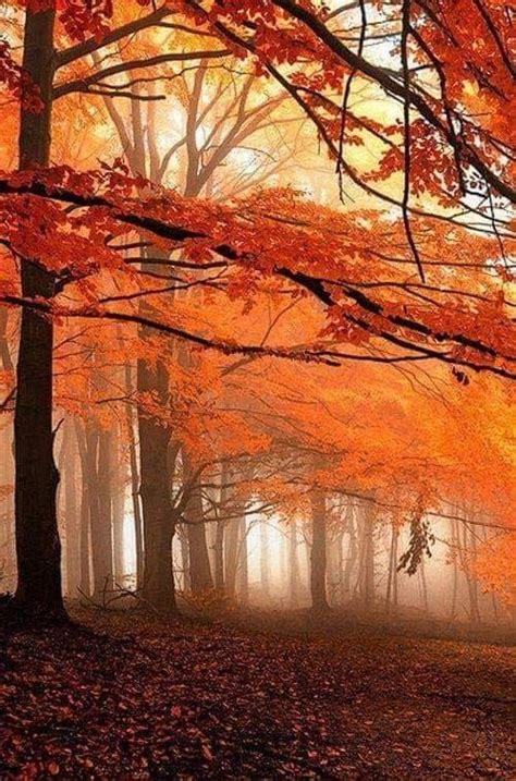 Pin By Ana Rebeca Sanchez On Fall Is Beautiful Autumn Forest