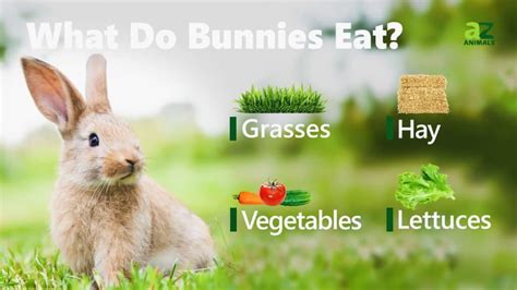 What Do Bunnies Eat A Z Animals