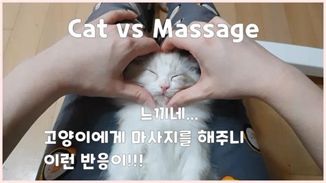 Cat Massage 고양이 마사지 방법 심쿵 Youtube