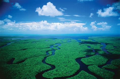 The State Of The Everglades Pythons Rising Seas And Rising Bridges