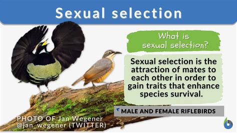 Sexual Selection Definition And Examples Biology Online Dictionary