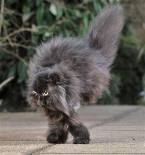 A place for all the persian cats owners and lovers. Year 2013 in Review: Animals. Caffrey the black Persian ...