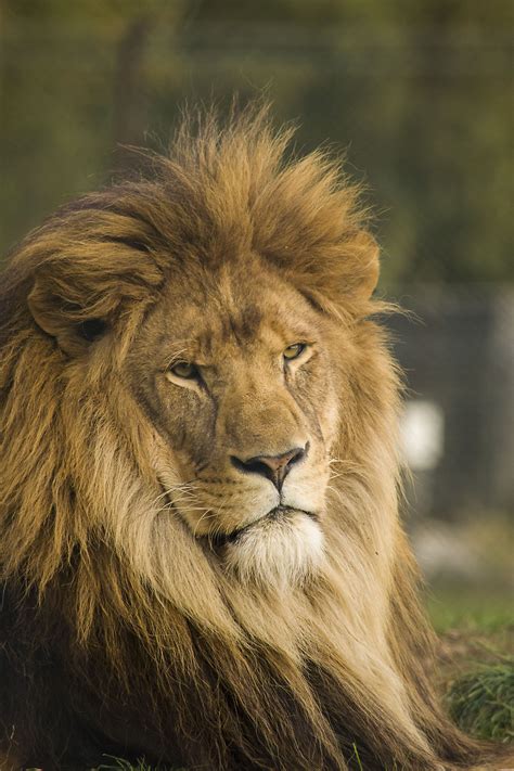 Images Gratuites Faune Sauvage Chat Crinière Savane Lion