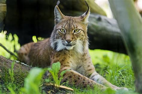 Siberian Lynx House Cat