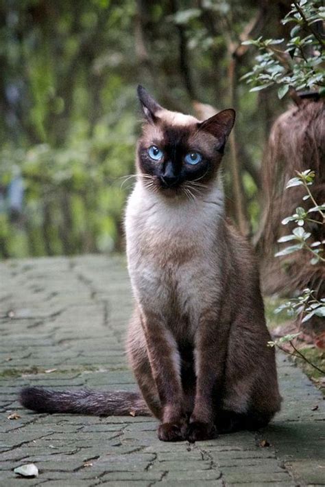 Thai Cat Breed Thai Cat Encyclopedia The First Image Of The Thai