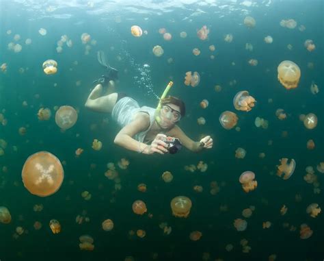 Jellyfish Lake In Palau Fascinating Wonder Of Nature