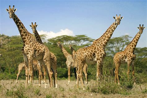 Giraffe Students Britannica Kids Homework Help