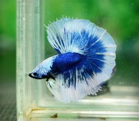 Cool Pet Fish Names Pets Animals Us