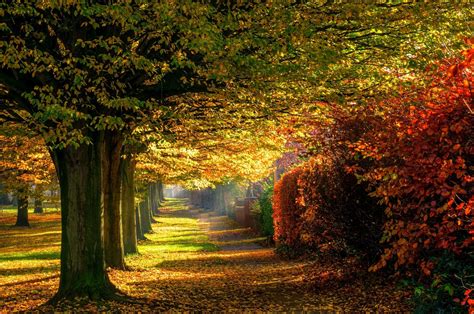 Leaves Park Trees Forest Colorful Path Nature Autumn Road Wallpaper
