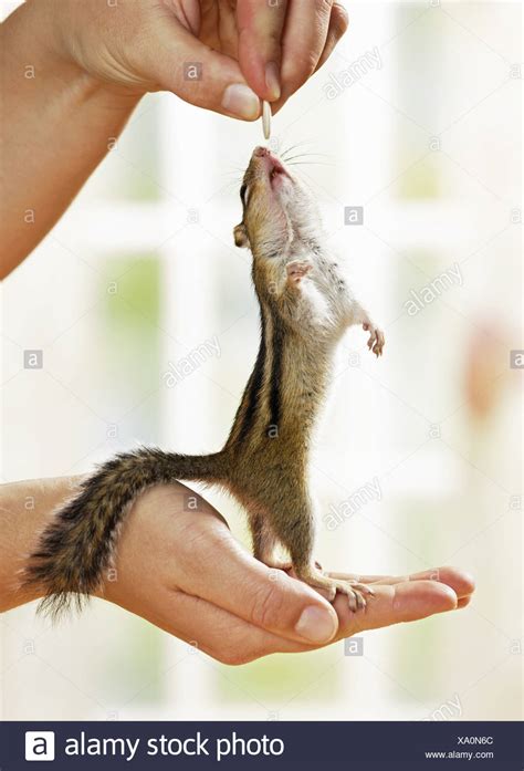 Chipmunk Hands High Resolution Stock Photography And Images Alamy