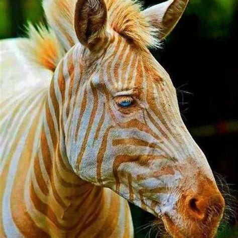 Zoe The Golden Zebra Rare Animals Animals Exotic Pets