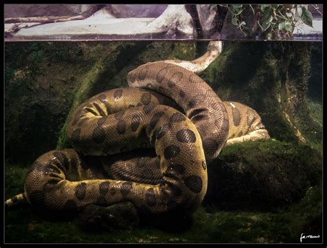 Anaconda Fotografía Realizada En El Zoo De Praga Repúblic Flickr