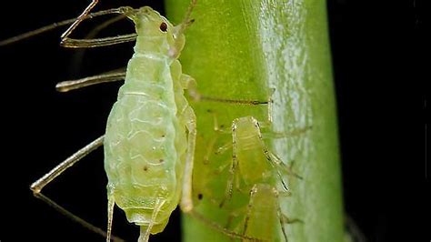 Aphid Control Call Tree Care Service Experts At Spraytech